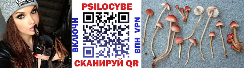 Купить где  Кочубеевское  Галлюциногенные грибы GOLDEN TEACHER 